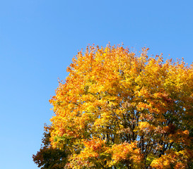 trees in the autumn season
