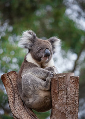 Portrait cute Australian Koala Bear with big hairy ears sitting in an eucalyptus tree and looking with curiosity. Kangaroo island.