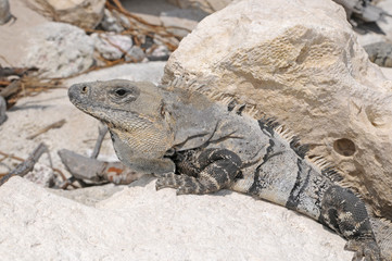 Iguana in Mexico on the beach, Yucatan