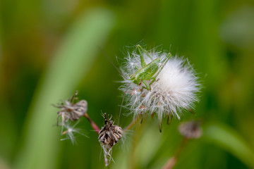 Grasshopper (Tettigonia cantans) sitting on a plant close-up