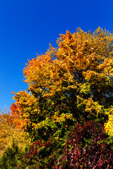 Fototapeta premium trees in the autumn season