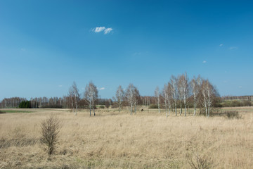 Obraz premium Birch trees growing in the steppe and blue sky