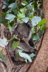 Portrait litlle cute Australian Koala Bear sitting in an eucalyptus tree and looking with curiosity. Kangaroo island.