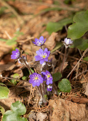 First spring flowers in the forest 