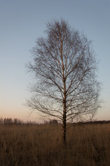 Fototapeta na wymiar Single birch tree growing in tall grasses