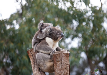 Cute embracing couple of Australian koala bears mother and its baby sleeping on an eucalyptus tree.