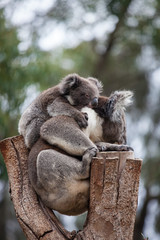 Cute embracing couple of Australian koala bears mother and its baby sleeping on an eucalyptus tree.