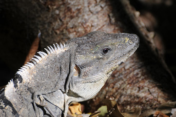 Iguana in Mexico on the beach, Yucatan
