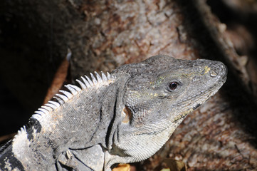 Iguana in Mexico on the beach, Yucatan