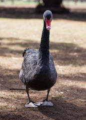Majestic Black Swan, Cygnus atratus. Close up Portrait. Australia.
