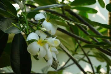 Obraz na płótnie Canvas group of white flower, frangipani