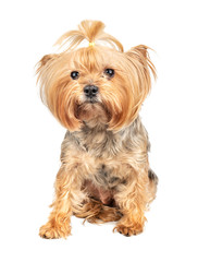 Dog Yorkshire Terrier