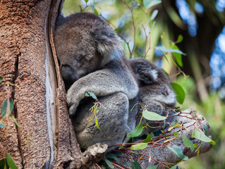 Cute embracing couple of Australian koala bears mother and its baby sleeping on an eucalyptus tree.