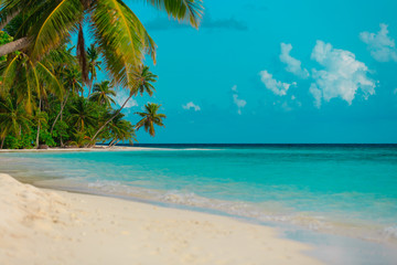 tropical sand beach with palm trees, vacation at sea