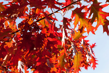 The reddened oak foliage