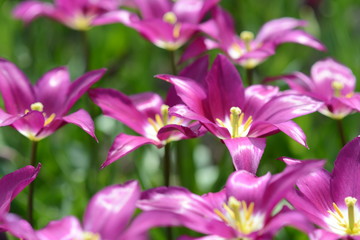 Obraz premium Tulpen