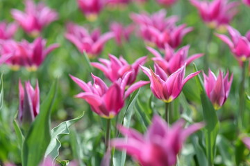 Tulpen
