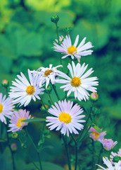 Fototapeta premium A bouquet of bright beautiful daisies
