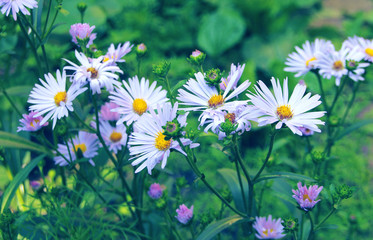 A bouquet of bright beautiful daisies