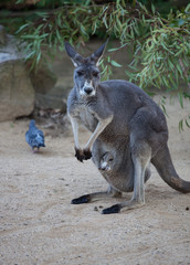 Close up portrait famale Kangaroo with cute joey hiding inside the pouch. Australia.