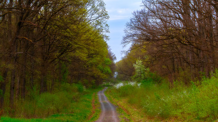 road through the forest.