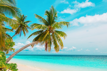 Obraz na płótnie Canvas tropical sand beach with palm trees, vacation at sea