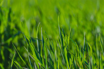 green grass texture