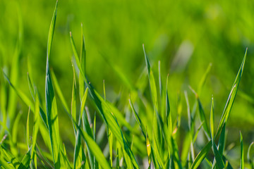 green grass texture