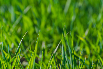 green grass texture