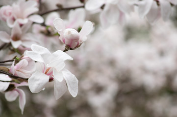 Mysterious spring floral background with blooming magnolia flowers