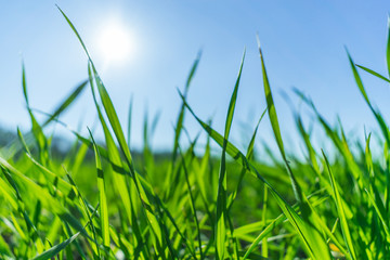 Obraz premium Green grass over a blue sky.