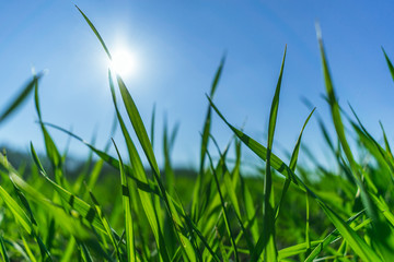 Obraz premium Green grass over a blue sky.