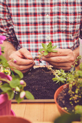 Farmer planting young seedlings flowers in the garden. Gardening concept.