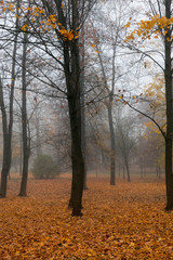 Fototapeta na wymiar late autumn in the park
