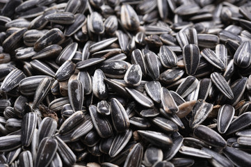 sunflower seed in close-up