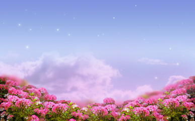 Fantasy background of morning sky with shining stars, mysterious clouds and rose flowers field