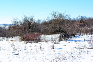 Apple trees without leaves on snowy meadow with bushes, winter landscape, blue sky background