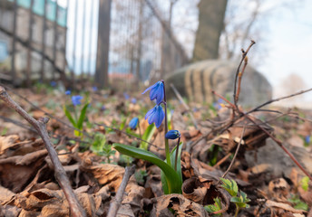 first spring flower