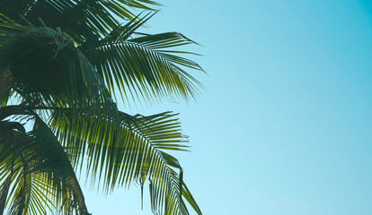 Creative layout made of colorful tropical leaves on white background. Minimal summer exotic concept with copy space.