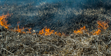 Summer fire in a dry field