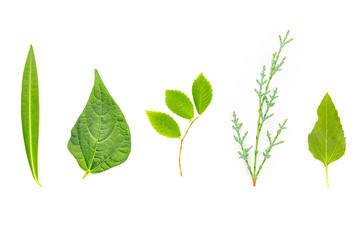 An overhead photo of a variety of green leaves on a white background