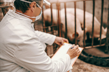 Side view of veterinarian in white coat, mask and hat holding clipboard and checking on pigs while...
