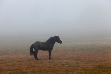black horse