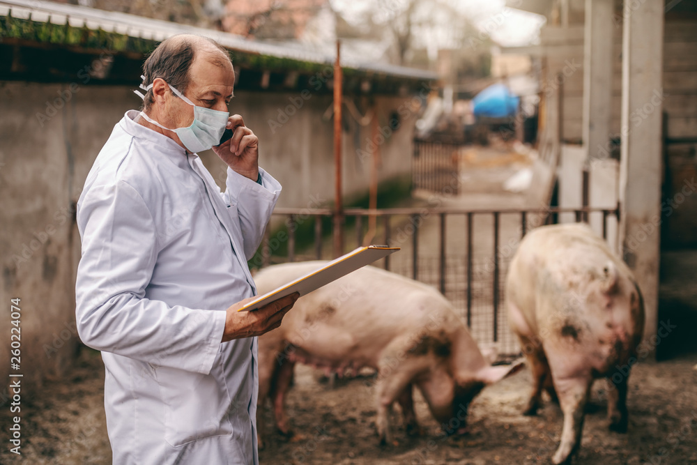 Wall mural Senior veterinarian in white coat and protective mask on looking at clipboard and using smart phone while standing in cote. In background pigs.