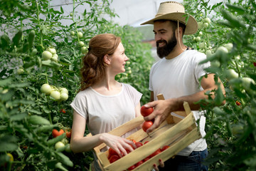 Young couple of farmers working in greenhouse