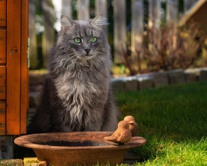 Naklejka na ściany i meble Grey longhaired cat sitting next to a bird bath