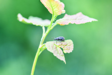 A large black weevil sits on the leaves of the plant. Horizontal photography