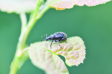 A large black weevil sits on the leaves of the plant. Horizontal photography