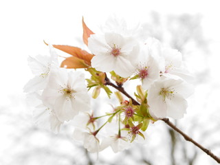 Fototapeta premium Closeup of a cluster of white cherry tree blossom in spring