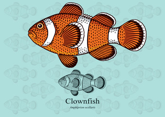 Clownfish,  Anemonefish . Vector illustration with refined details and optimized stroke that allows the image to be used in small sizes (in packaging design, decoration, educational graphics, etc.)